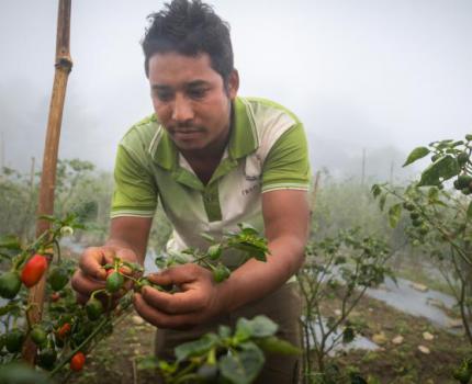 Chitraman chooses farming in his own village over foreign employment 
